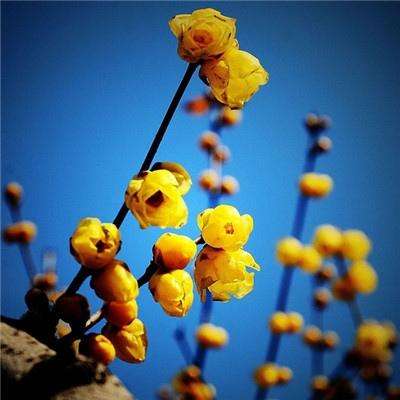 b体育官方app下载手机app下载