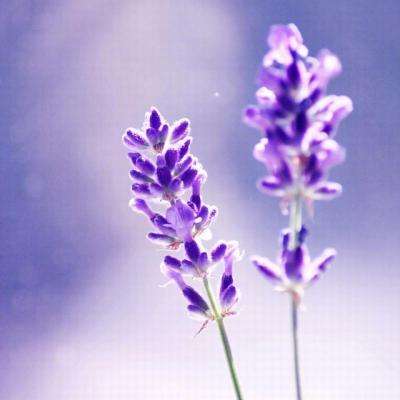 江南体育下载手机版